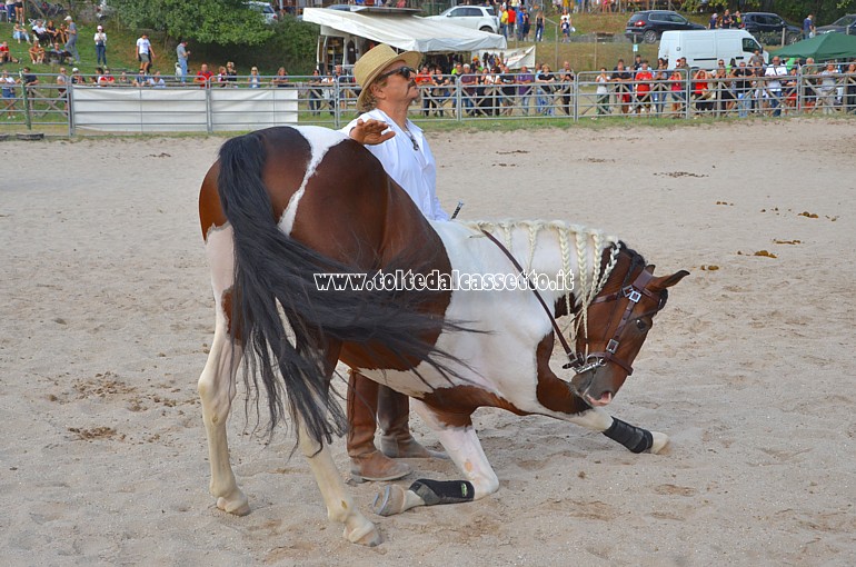 COMANO CAVALLI - Cavallo pezzato fa la riverenza al pubblico