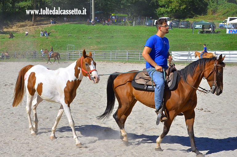 COMANO CAVALLI 2025 - Allevatore col suo cavallo pezzato in vendita