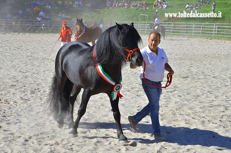 COMANO CAVALLI 2025 - Cavallo Bardigiano campione italiano della razza