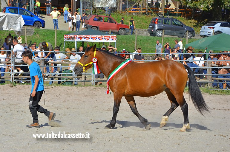 COMANO CAVALLI 2025 - Cavallo campione italiano della razza appenninica