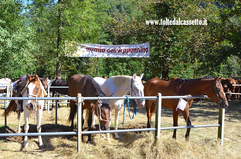 COMANO CAVALLI 2025 - Esemplari di Cavallo dell'Appennino in mostra nel centro ippico