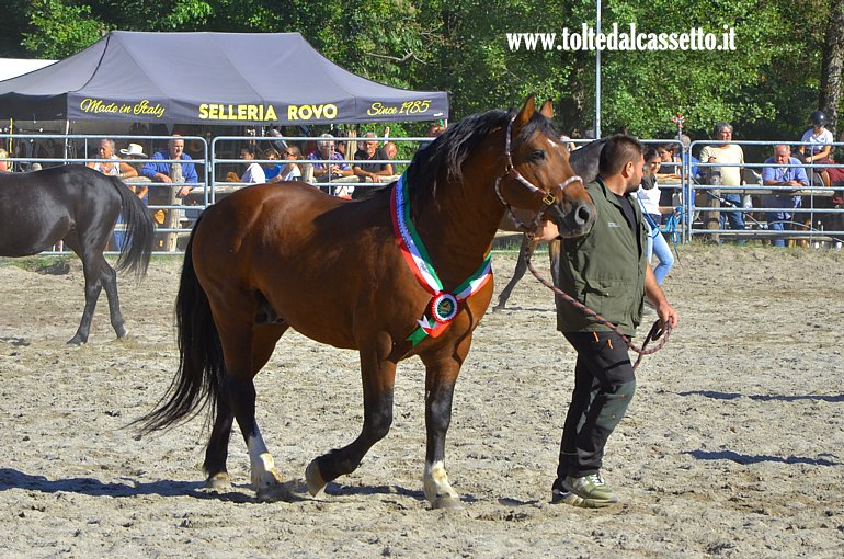 COMANO CAVALLI 2026 - Esemplare primo classificato nella Categoria Stalloni