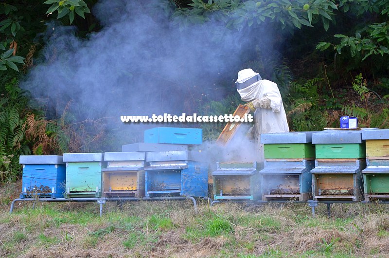 MULAZZO - Apicoltore al lavoro su un alveare