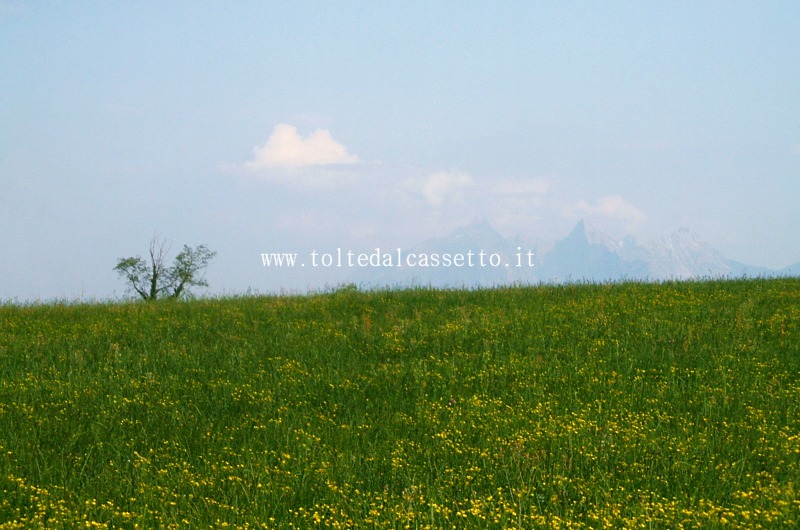 TRESANA - Per un effetto ottico le Alpi Apuane fanno capolino da un prato di ginestre in fiore