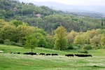 I pascoli hanno sempre avuto una grande importanza nell'economia della Lunigiana