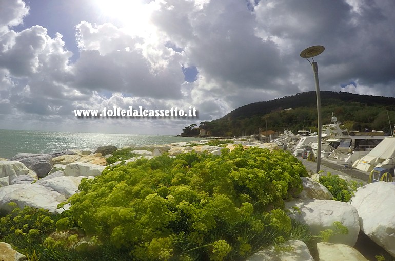 BOCCA DI MAGRA - Vegetazione sull'argine marino a protezione del porticciolo turistico