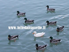 FIUME MAGRA - Fauna acquatica nel tratto navigabile