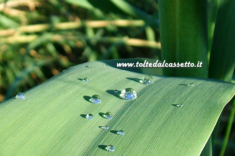 PARCO DEL MAGRA - Gocce d'acqua su una foglia di canna