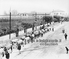 CARRARA (1929) - Trenta paia di buoi trainano il Monolite per le vie cittadine. Il tragitto dalla cava al porto era lungo 11 chilometri e venne compiuto in 6 mesi