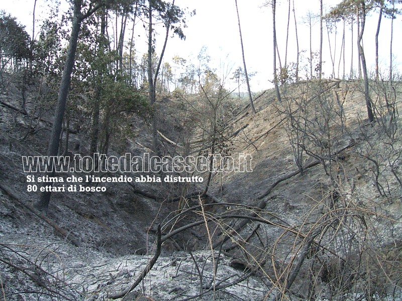 INCENDIO A STADANO (giorno 26) - Ore 16:57 - La cenere del dopo incendio. Si stima che il rogo abbia distrutto circa 80 ettari di bosco