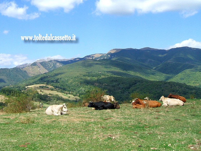 MONTE ARGEGNA - Bovini al pascolo con sfondo l'Appennino Tosco-Emiliano