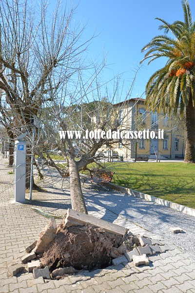 FORTE DEI MARMI - Albero sradicato nella piazza antistante il Municipio