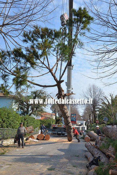 FORTE DEI MARMI - Dopo esere stato parzialmente tagliato, il tronco di un pino viene adagiato lungo una via cittadina dal braccio di una gru