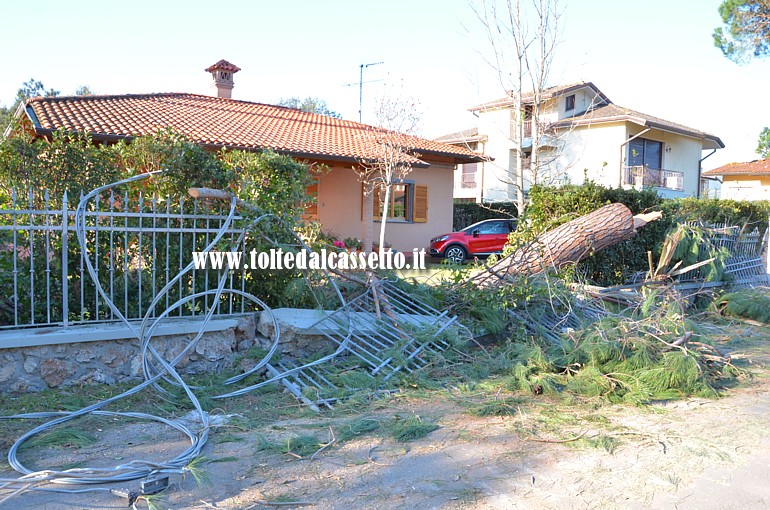 FORTE DEI MARMI - Muro di cinta di un'abitazione e linea elettrica abbattutti dai pini caduti per il forte vento