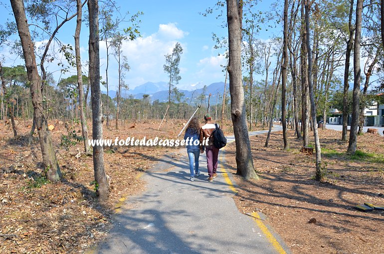 MARINA DI PIETRASANTA - La (ex) pineta e la pista ciclabile come si presentavano il 12 aprile 2015. Sul terreno sono ancora presenti il fogliame e parte delle ciocche degli alberi caduti