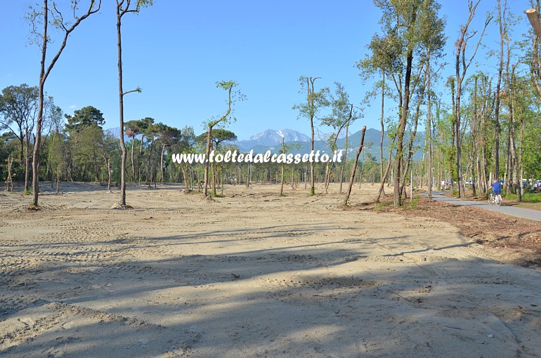 MARINA DI PIETRASANTA - La desolazione della (ex) pineta in un'immagine del 18 maggio 2015. Asportati gli alberi distrutti, il fondo  stato ripianato con sabbia di fiume