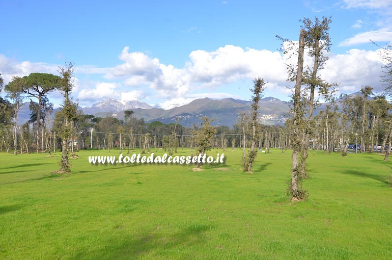 MARINA DI PIETRASANTA - Il fondo di quella che era una pineta  stato trasformato in un verde prato da quale spuntano pochi fusti di alberi