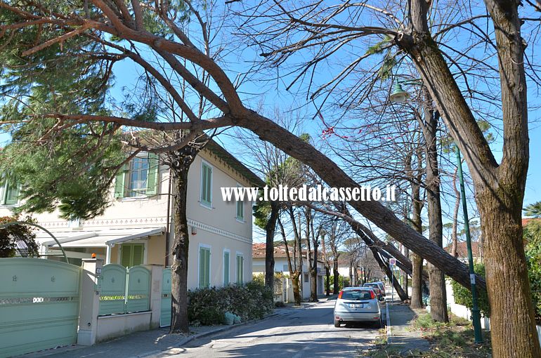 FORTE DEI MARMI - Pini inclinati pericolosamente lungo una via cittadina