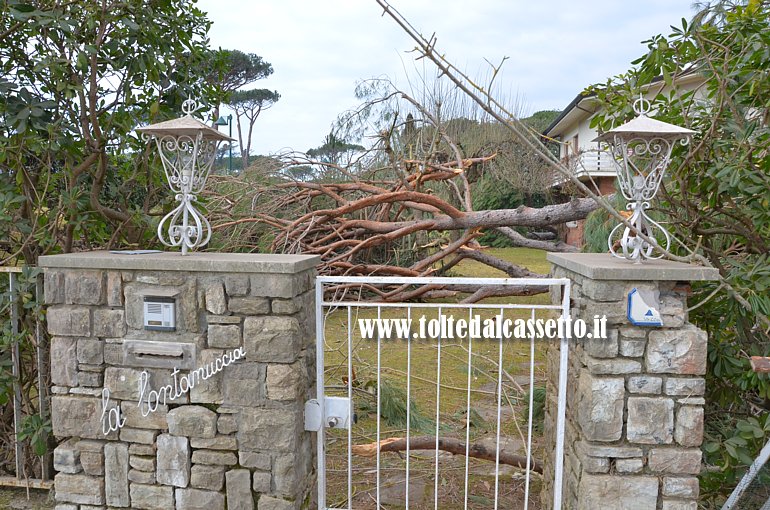 FORTE DEI MARMI - Un pino abbattuto dal forte vento giace nel giardino di un'abitazione