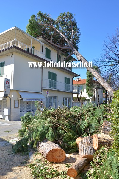 FORTE DEI MARMI - Pino adagiato sul tetto di una palazzina in seguito alla bufera di vento del 5 marzo 2015