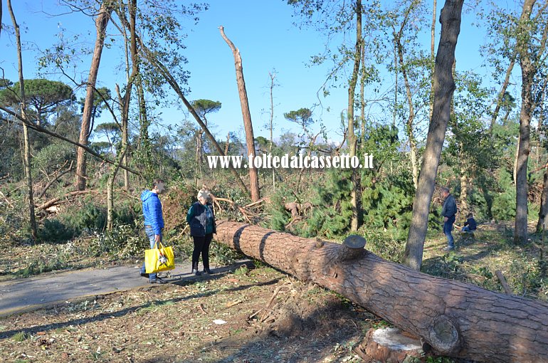 MARINA DI PIETRASANTA - La rinomata pineta � andata quasi completamente distrutta. In primo piano si vede un pino che, caduto al suolo, ostruisce la pista ciclabile