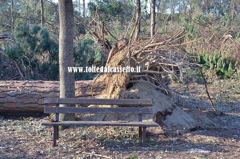 MARINA DI PIETRASANTA - Un pino sradicato dal forte vento giace dietro una panchina della rinomata pineta. Notare come le radici siano piccole e superficiali rispetto alla mole della pianta