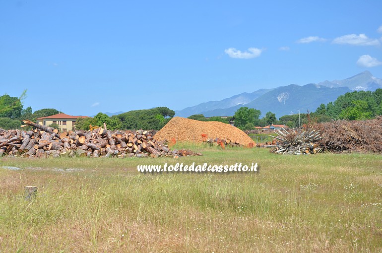 VERSILIA - Triturazione di tronchi e rami in un punto di raccolta e smaltimento degli alberi abbattuti dalla tempesta di vento del 5 marzo 2015