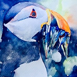 "Tucano", acrilico di Nicol Squillaci