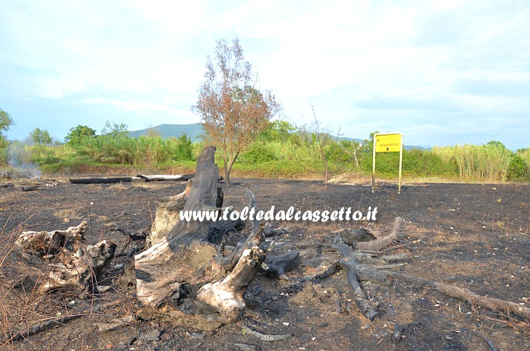 PARCO DEL MAGRA (Piano di Vezzano Ligure) - Ciocche di alberi ancora fumanti tre giorni dopo che l'incendio del 7 agosto 2015  stato spento