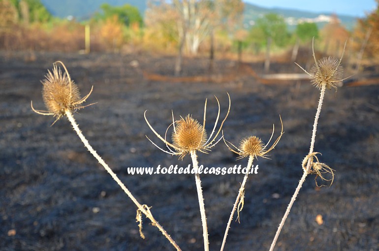 PARCO DEL MAGRA (Piano di Vezzano Ligure) - Flora fluviale miracolosamente risparmiata dalle fiamme dell'incendio del 7 agosto 2015