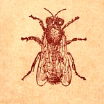Disegno di un'ape