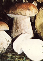 Il fungo porcino (boletus edulis)