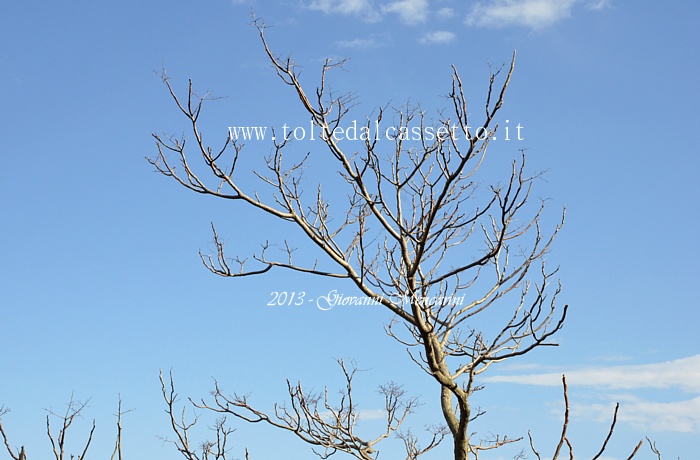 SFONDO PER DESKTOP - Albero spoglio