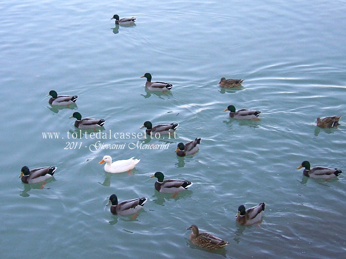 FIUME MAGRA - Fauna acquatica