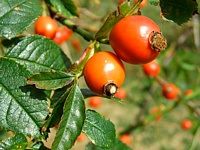Bacche rosse / (© Giovanni Mencarini) Bacche rosse / (© Giovanni Mencarini)