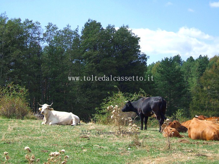 SFONDO PER DESKTOP - Bovini al pascolo in Garfagnana