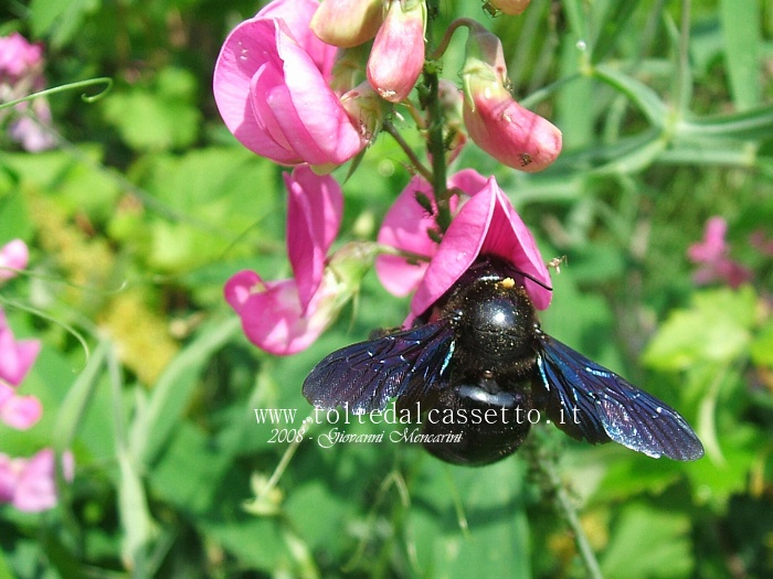 SFONDO PER DESKTOP - Calabrone nero intento a succhiare il nettare da un fiore di Lathyrus Latifolius