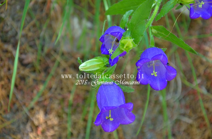 SFONDO PER DESKTOP - Campanelle blu del territorio apuano