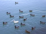 FIUME MAGRA - Fauna acquatica