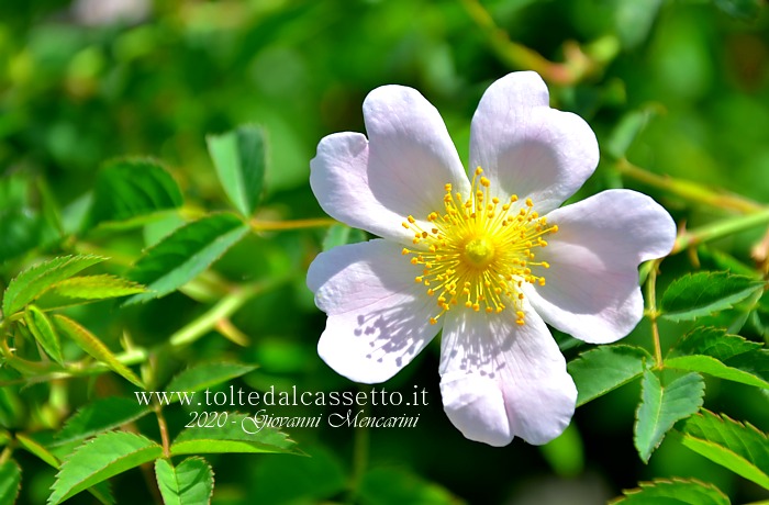 SFONDO PER DESKTOP - Fiore con petali bianchi