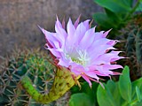 SFONDI PER DESKTOP - Fiore di Echinopsis Tubiflora SFONDI PER DESKTOP - Fiore di Echinopsis Tubiflora