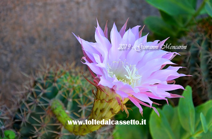SFONDO PER DESKTOP - Fiore di Echinopsis Tubiflora