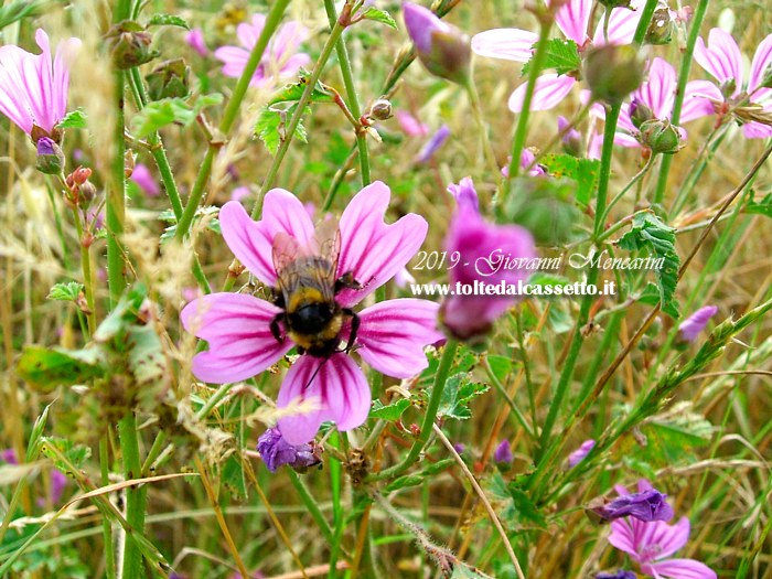 SFONDO PER DESKTOP - Un bombo intento a succhiare il nettare da un fiore di malva silvestre
