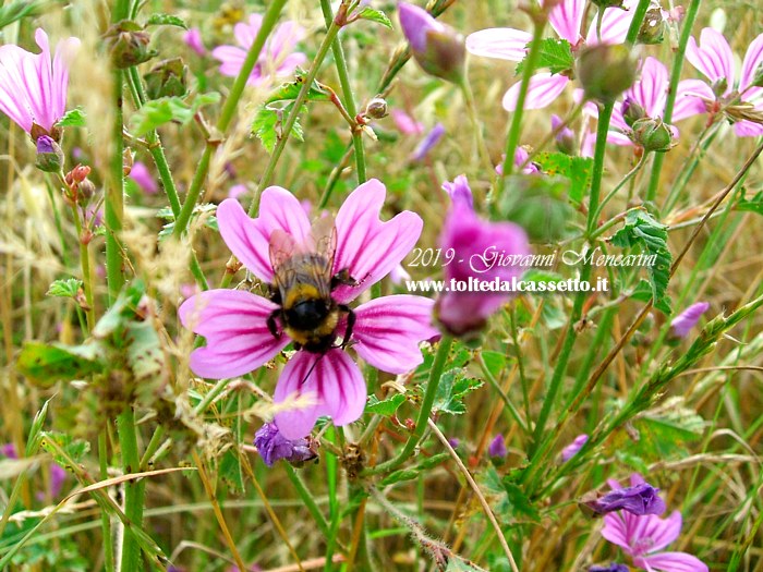 SFONDO PER DESKTOP - Un bombo intento a succhiare il nettare da un fiore di malva silvestre