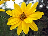 SFONDI PER DESKTOP - Fiore di Topinambur SFONDI PER DESKTOP - Fiore di Topinambur