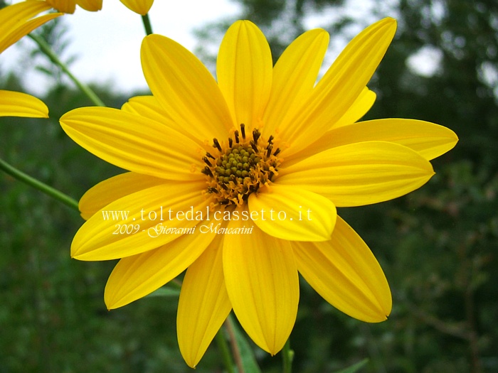 SFONDO PER DESKTOP - Fiore di Topinambur, nome scientifico Helianthus Tuberosus