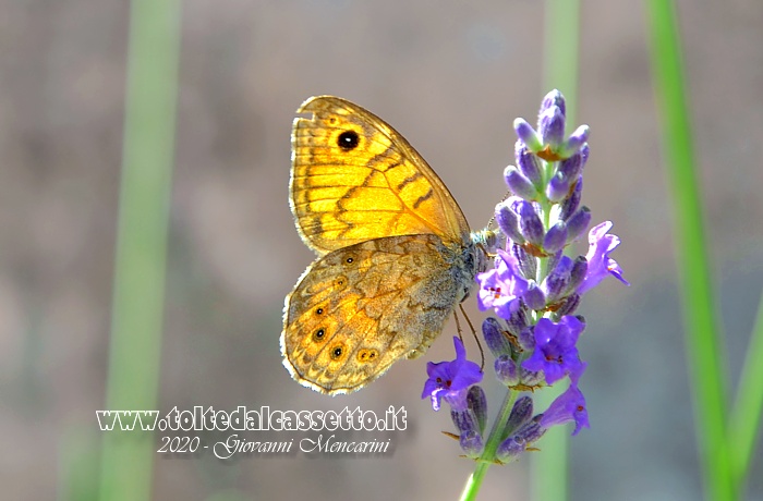 SFONDO PER DESKTOP - Fiore di lavanda con farfalla