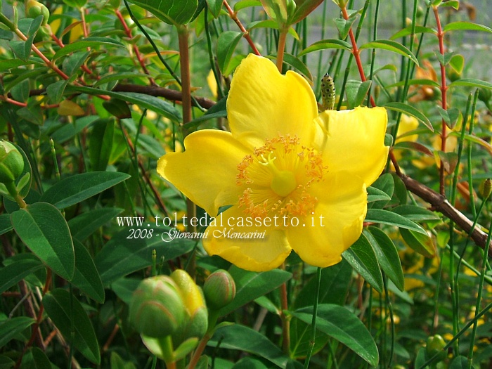 SFONDO PER DESKTOP - Fiore giallo (02)