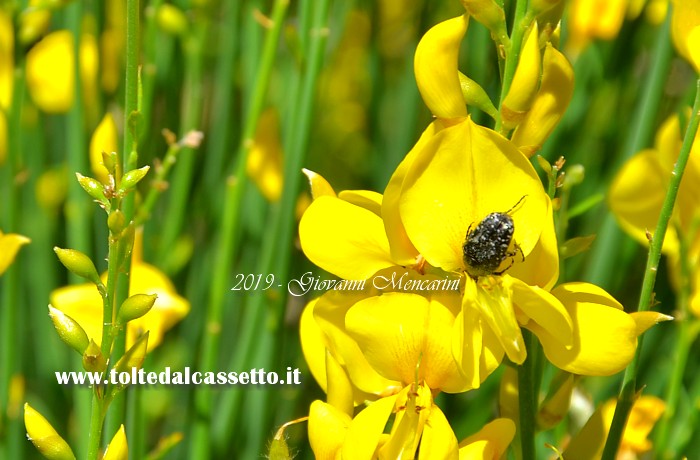 SFONDO PER DESKTOP - Fiori di ginestra con coleottero intento a succhiare il nettare