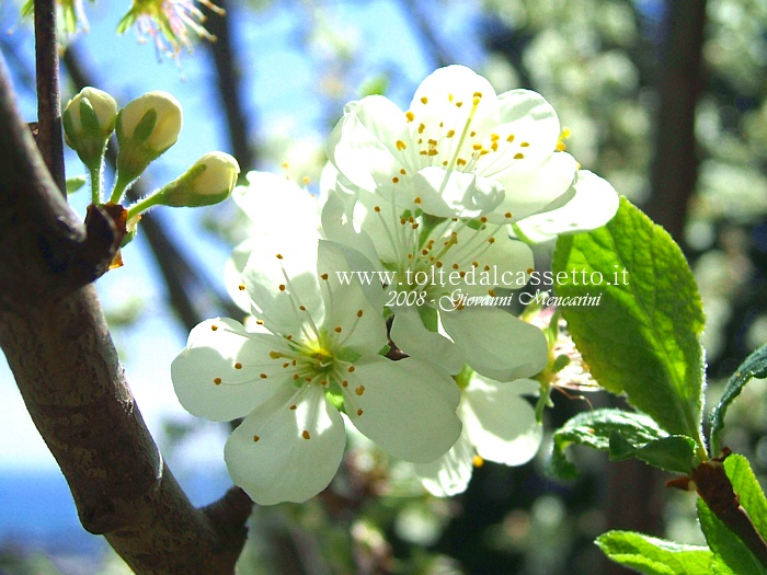 SFONDO PER DESKTOP - Fiori di susino (San Giovanni)